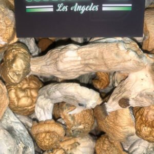 GOLDEN TEACHER SHROOMS