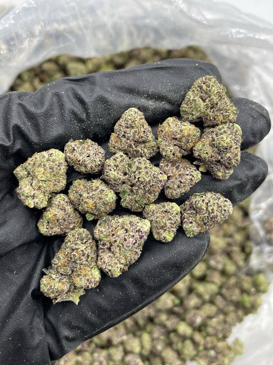 Glitterati indoor smalls