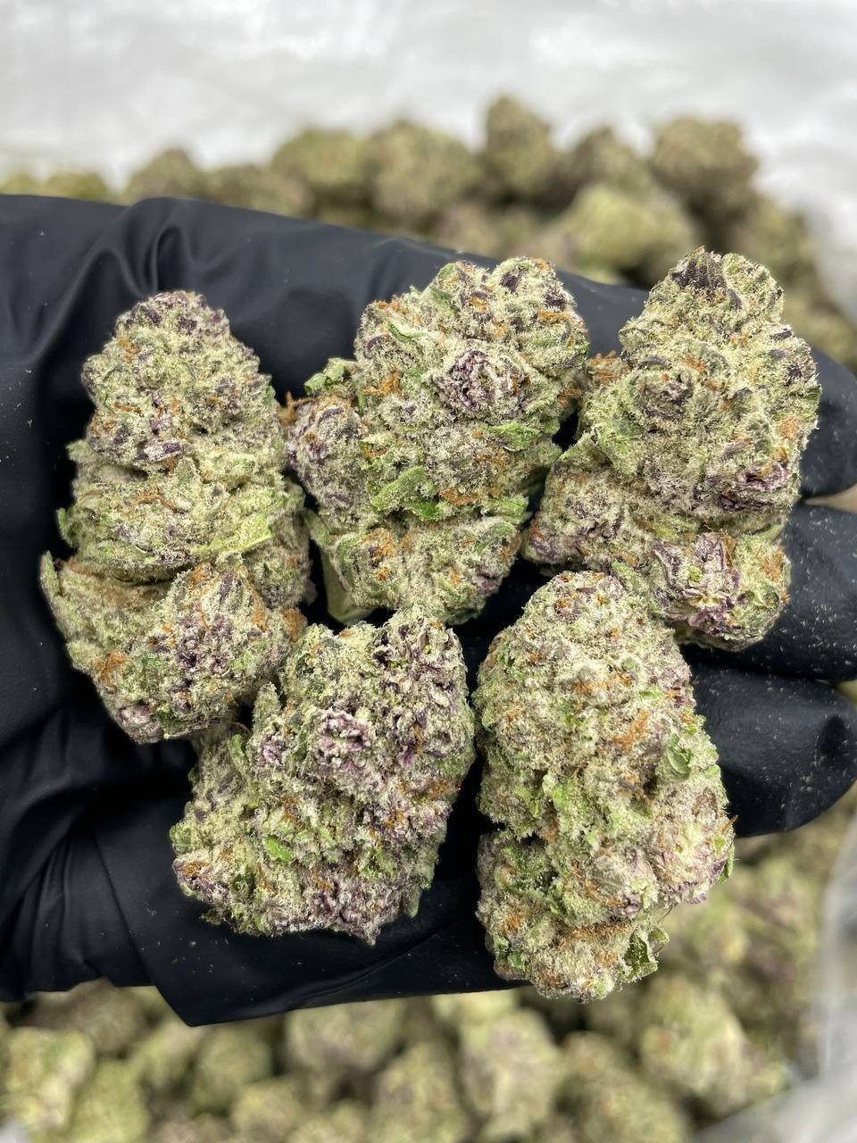 Maui Grapes mixed lights