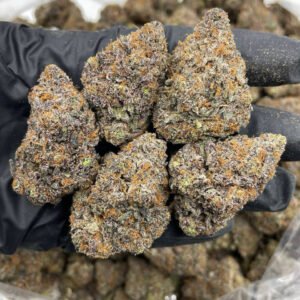 Pink Lemonatti 41 indoors