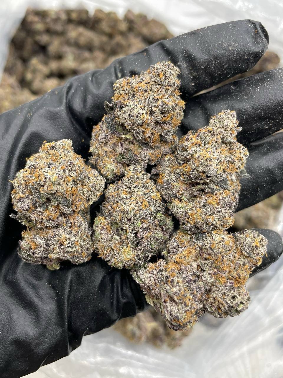 Pink Smackzz indoors