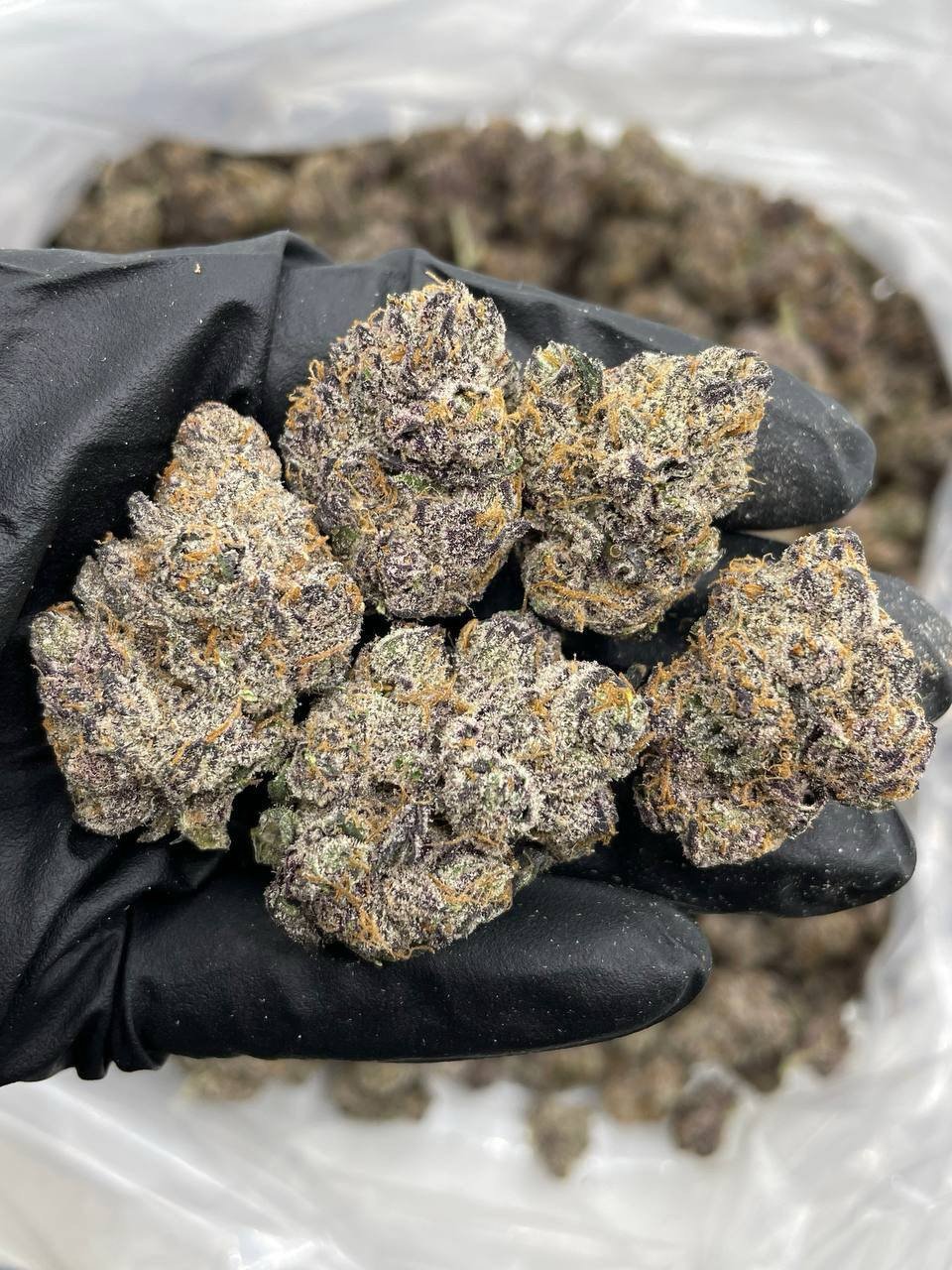 Cherry Wagyu indoors